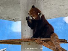 -栾川竹海野生动物园