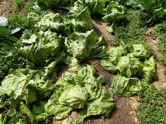 -万源龙顺度假庄园生态观光园