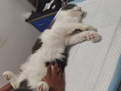 -灵美宠物诊所