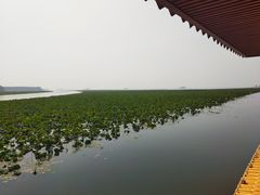 -微山湖红荷湿地景区