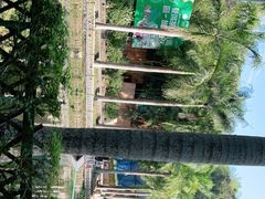 -西双版纳原始森林公园