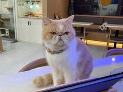 -喵园·猫主题咖啡厅·撸猫·猫咖(国贸店)