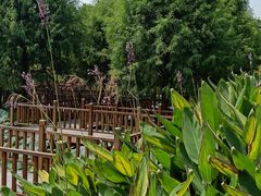 -五缘湾湿地公园