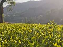 -香芙茗茶楼(梅家坞总店)