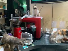 -猫色咖啡·猫咖