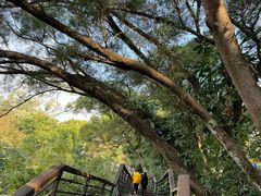 -深圳仙湖植物园