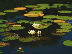 -国家植物园南园