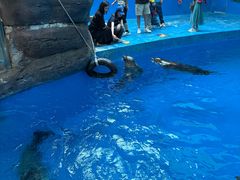 -海合安成都极地海洋公园