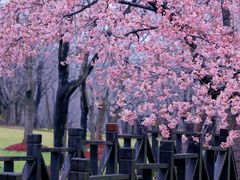 -顾村公园
