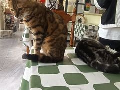 -猫小院猫主题餐厅(南锣旗舰店)
