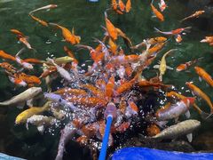 -顺德南宏海立方海洋公园
