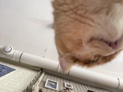 -平行世界·猫咖(首经贸店)