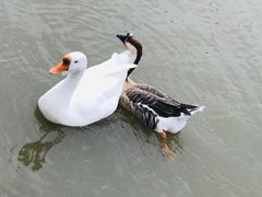 -木兰水镇旅游景区