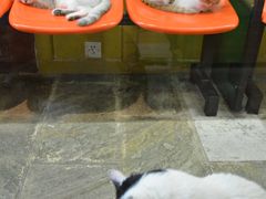 -猫咪博物馆(顶澳仔猫街店)