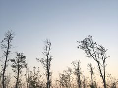 -瑶湖郊野森林公园
