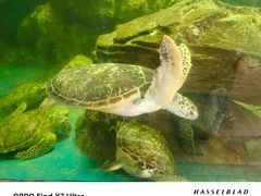 -广东惠东海龟国家级自然保护区