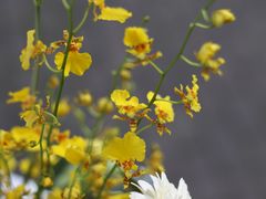 -花到家(富贵鸟花艺行)
