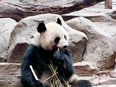 -广州长隆野生动物世界
