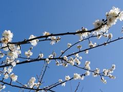 -广州市流溪河国家森林公园