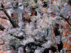 -上海交通大学医学院附属瑞金医院(总院)