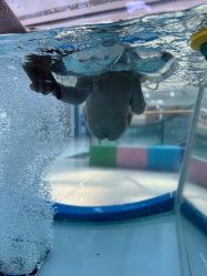 -海豚啵啵体智能游泳馆(惠山万达广场店)