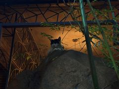 -竹吟山房