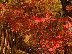 -天女山森林公园
