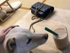 -柴迷FANS CLUB·柴犬狗咖·猫咖
