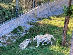 -石家庄市动物园