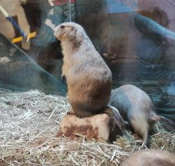 -Zoolung Zoolung动物主题公园(海信广场店)