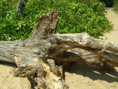 -那琴半岛地质海洋公园