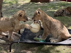 -西霞口神雕山野生动物世界