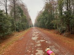 -上海海湾国家森林公园