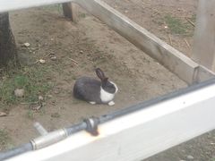 -金鸡湖桃花岛