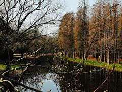 -上海共青森林公园