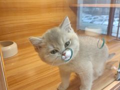 -猫十亿·布偶金渐层·曼基康矮脚猫舍(青年路店)