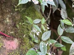 -綦江古剑山