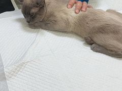 -天宠宠物医院24小时·急重症诊疗中心·全科·腔镜特色(和平分院)