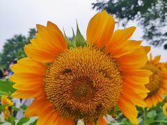 -奥林匹克森林公园北园-停车场