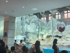 -帝企鹅自助餐厅•儿童岛•真企鹅(长隆企鹅酒店)