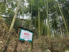 -江南天池