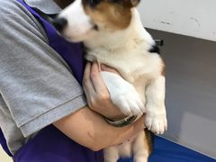 -PETKIT 小佩宠物·低压洗护·美容·寄养(安远店)