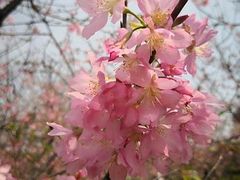 -天适樱花悠乐园