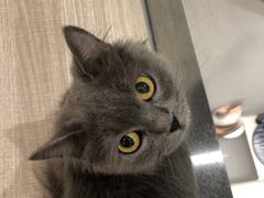 -飞行喵MR PILOT|猫舍·猫咖(静安大融城店)