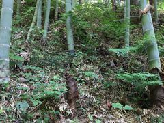 -藏龙百瀑风景区