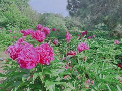 -沈阳植物园