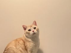 -纳吉亚猫专科动物诊疗中心(蒋宅口分院)