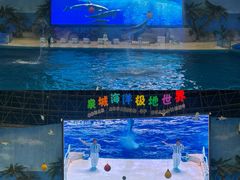 -泉城欧乐堡海洋极地世界