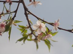 -顾村公园