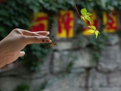 -丽泽山庄·生态怀柔菜·虹鳟鱼(红螺寺店)